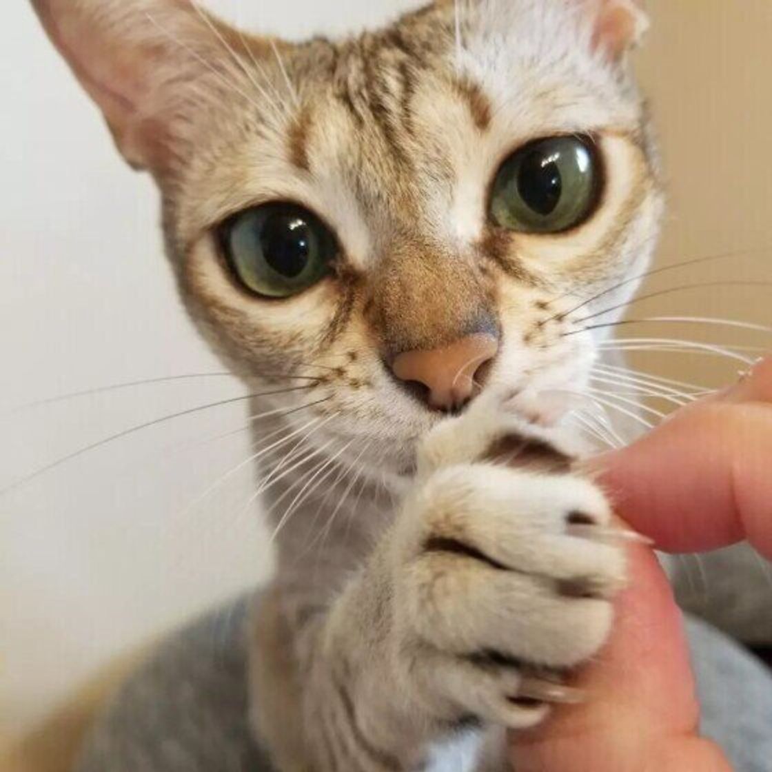 差し出す, 差出す, さし出す, さしだす, sashidasu - Nihongo Master