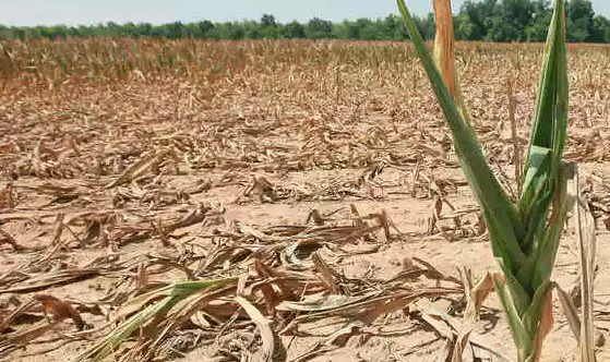 日照りに不作なし の意味と使い方や例文 類義語・英語– ことわざ・慣用句の百科事典