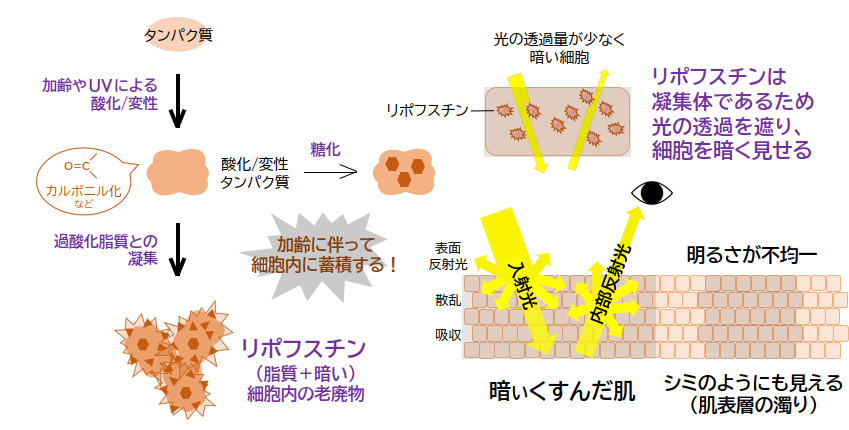 美白ケアの秘密：ジュニパーベリーから生まれる肌の輝き - 化粧品OEM 東京都東村山市のエシカル＆保湿エコ化粧品製造販売 ローザ特殊化粧料
