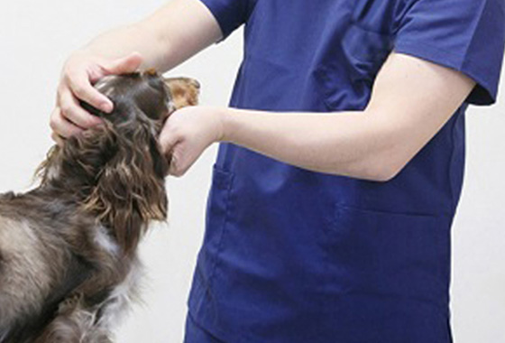 特殊手術 - 市原・山口動物病院 市原市姉ヶ崎年中無休・ペットホテル・トリミング市原・山口動物病院 市原市姉ヶ崎年中無休・ペットホテル・トリミング