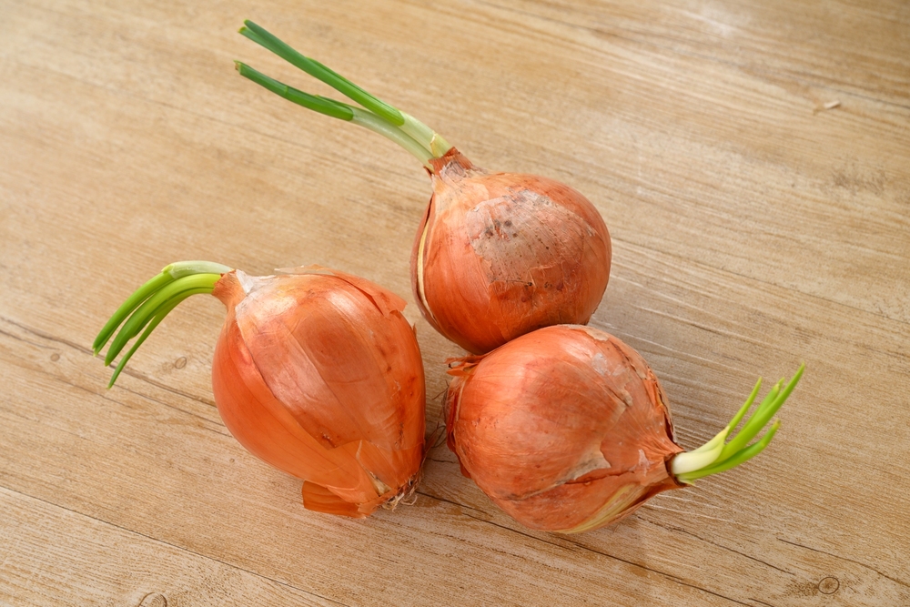 タマネギ灰色かび病石川県