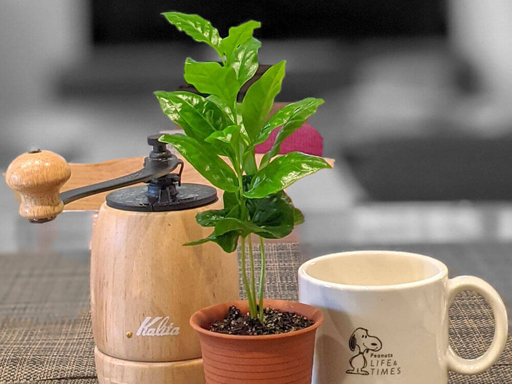 コーヒーの木の育て方を徹底解説！観葉植物としての風水効果も紹介コーヒー豆研究所