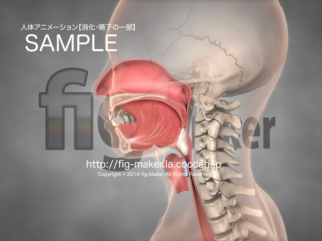 喉頭を構成する4種類の軟骨1. 甲状軟骨 - 喉頭隆起 のど仏 を形成 - 総頚動脈分岐部は甲状軟骨上縁の高さ - 甲状腺は甲状軟骨の前下面 2.輪状軟骨 - 喉頭の土台。輪状軟骨と甲状軟骨、輪状軟骨と１対の披裂軟骨が関節を形成。 - 第6頚椎の高さ - 食道狭窄部 輪状