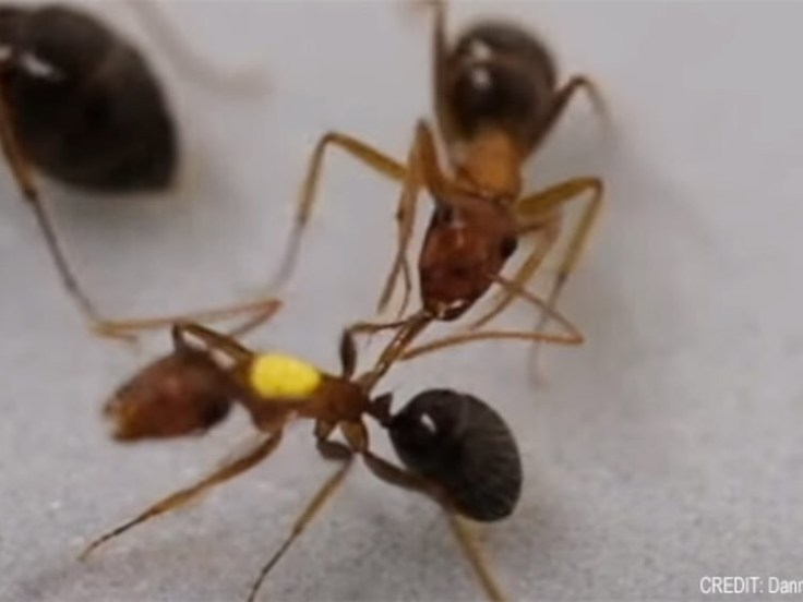 痔の症状や原因、悪化させないためのセルフケアと注意点 - 国立消化器・内視鏡クリニック