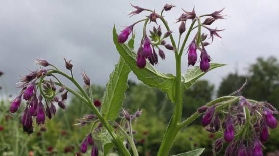 野草コンフリーが使える！ 自称・コンフリーの広報担当者 簡単液肥、マルチ、堆肥、苗販売も - 現代農業WEB