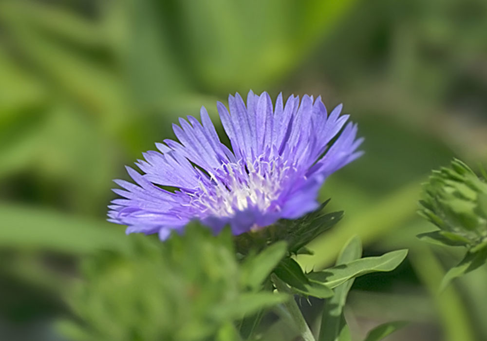 スケトシアの一覧🍀GreenSnap グリーンスナップ