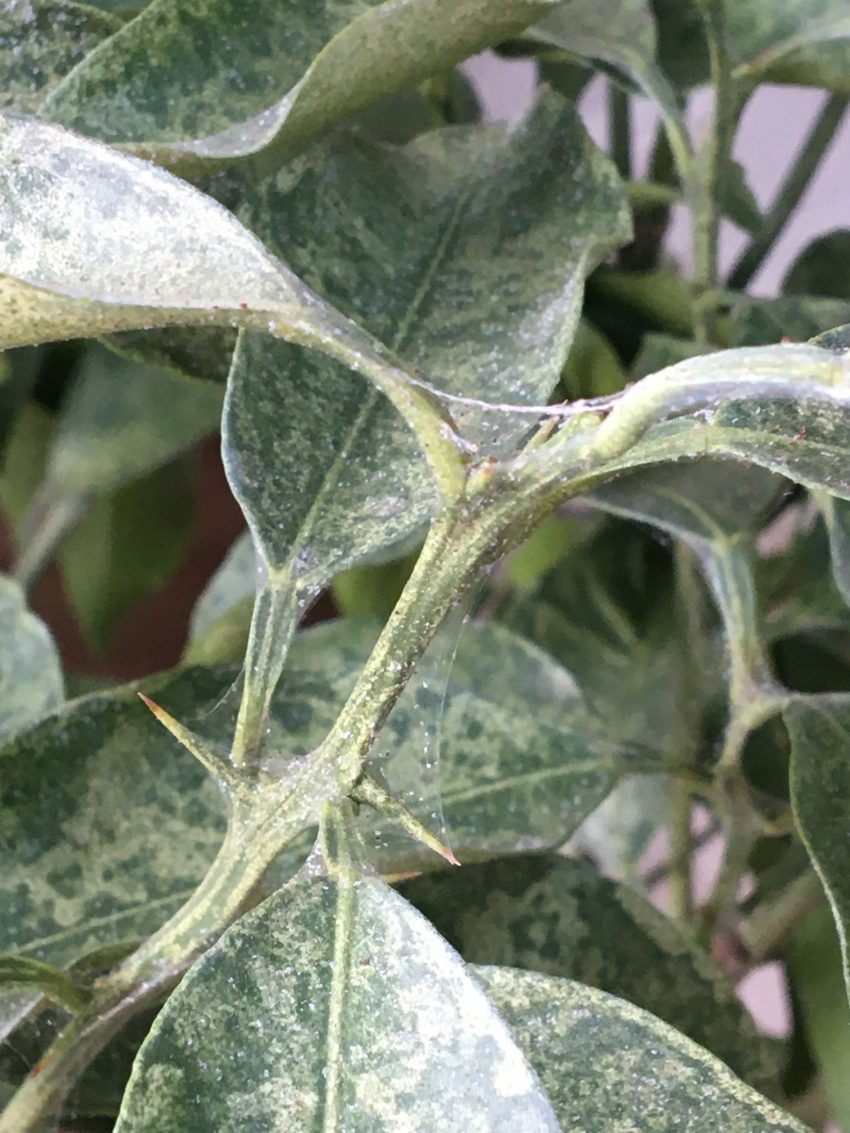 新春の畑 ゆずの使い道は？ - Kuwatoteキッチン クワトテキッチン