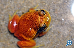 キノコとアマガエル ボールチェーン＆フィギュアマスコット – ネイチャーテクニカラー公式