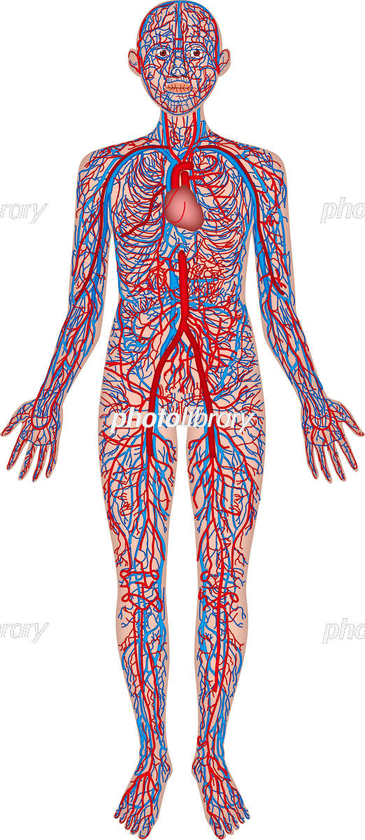 肺循環と体循環のイラスト ※着色あり🎨 フリー素材 看護roo! カンゴルー