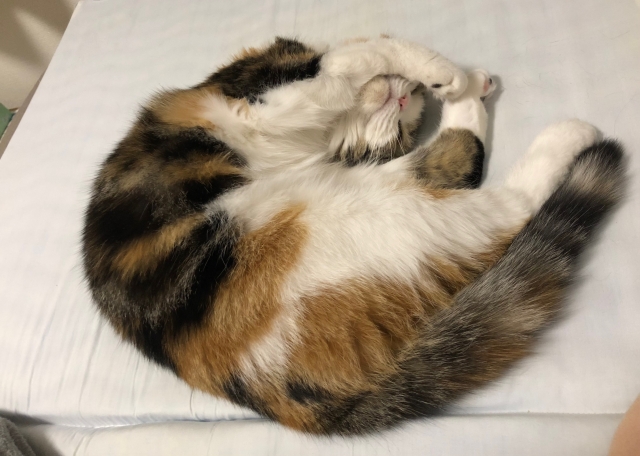 猫が玉ねぎを食べてしまった！食べると危ない量は？中毒症状や治療法を解説！ペット保険比較のピクシ