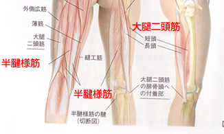 太ももの筋肉を鍛えるトレーニングを徹底解説！効果的なやり方や注意点も紹介ホットヨガスタジオ - カルド CALDO