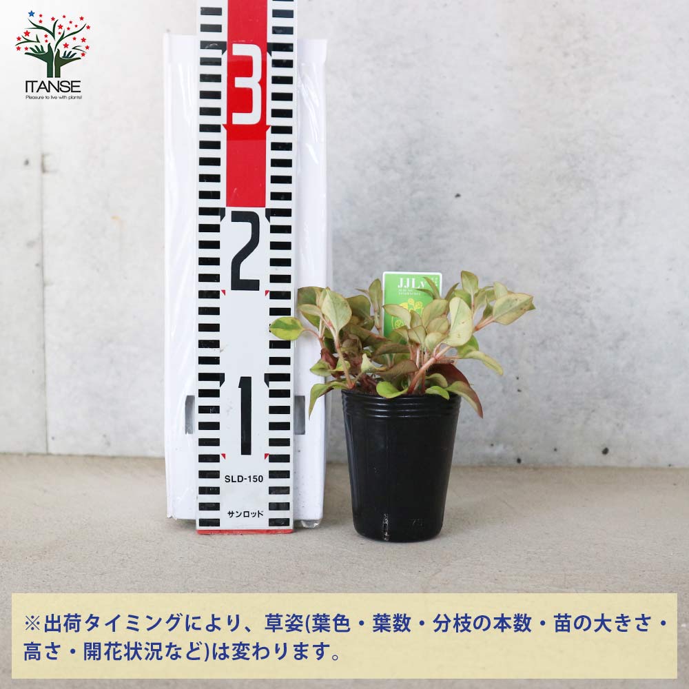 リシマキア リッシー 花苗 2.5～3号ポット植物のＩＴＡＮＳＥ 全品送料無料・即出荷