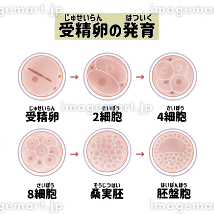 受精 精子 たまご 卵の写真素材 - PIXTA