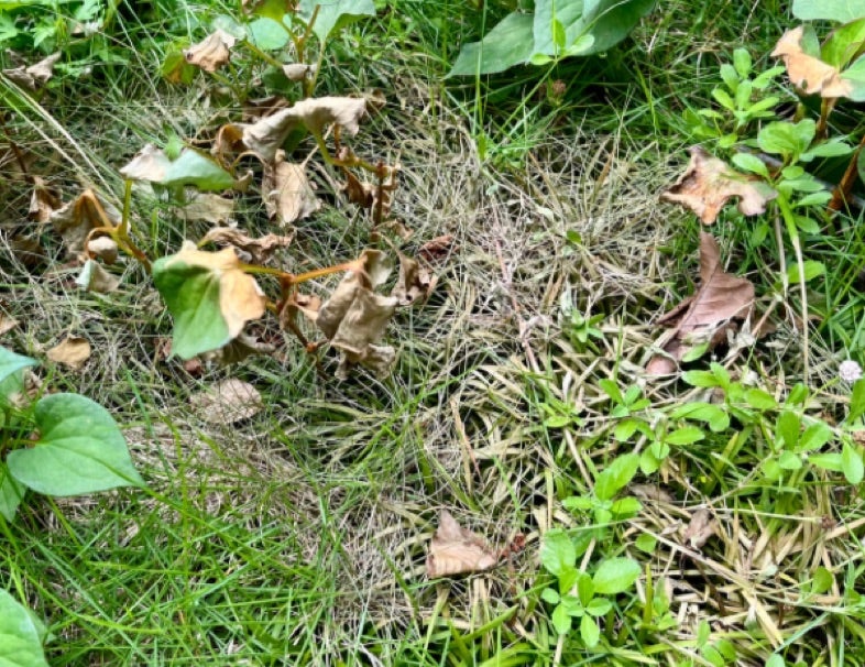 雑草に熱湯をかけるのは効果アリ？！何日で枯れる？詳細手順も解説！ - セーフリ