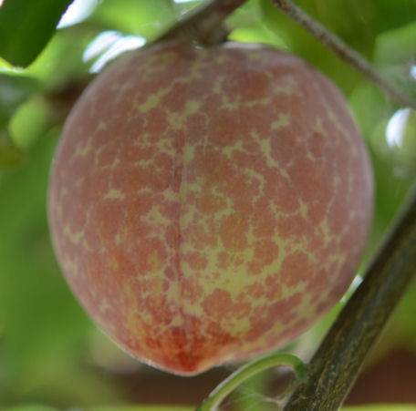 山梨県 モモ アブラムシ類