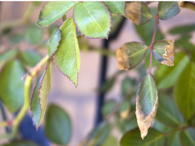 相原バラ園新芽の葉の周りが茶色なのですが、病気でしょうか？ 2月