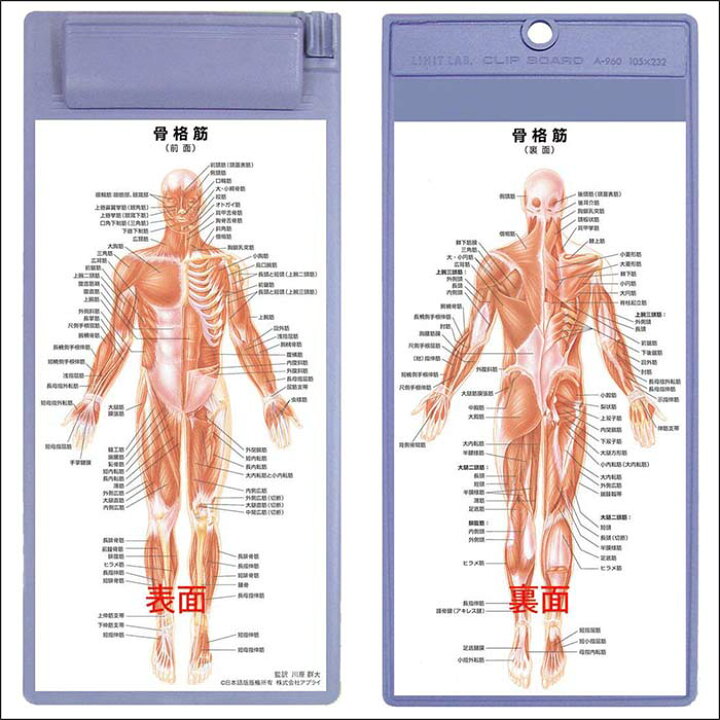 人間の骨格、前面図、シリーズ「人体の構造と虎と一般的な家禽の構造の比較解剖学的博覧会」、1795-1806 紙上の黒鉛