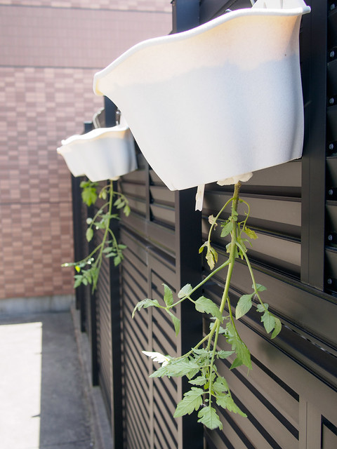 サトイモの栽培方「逆さ植えで出る芽を抑える！」まいにちスタートライン