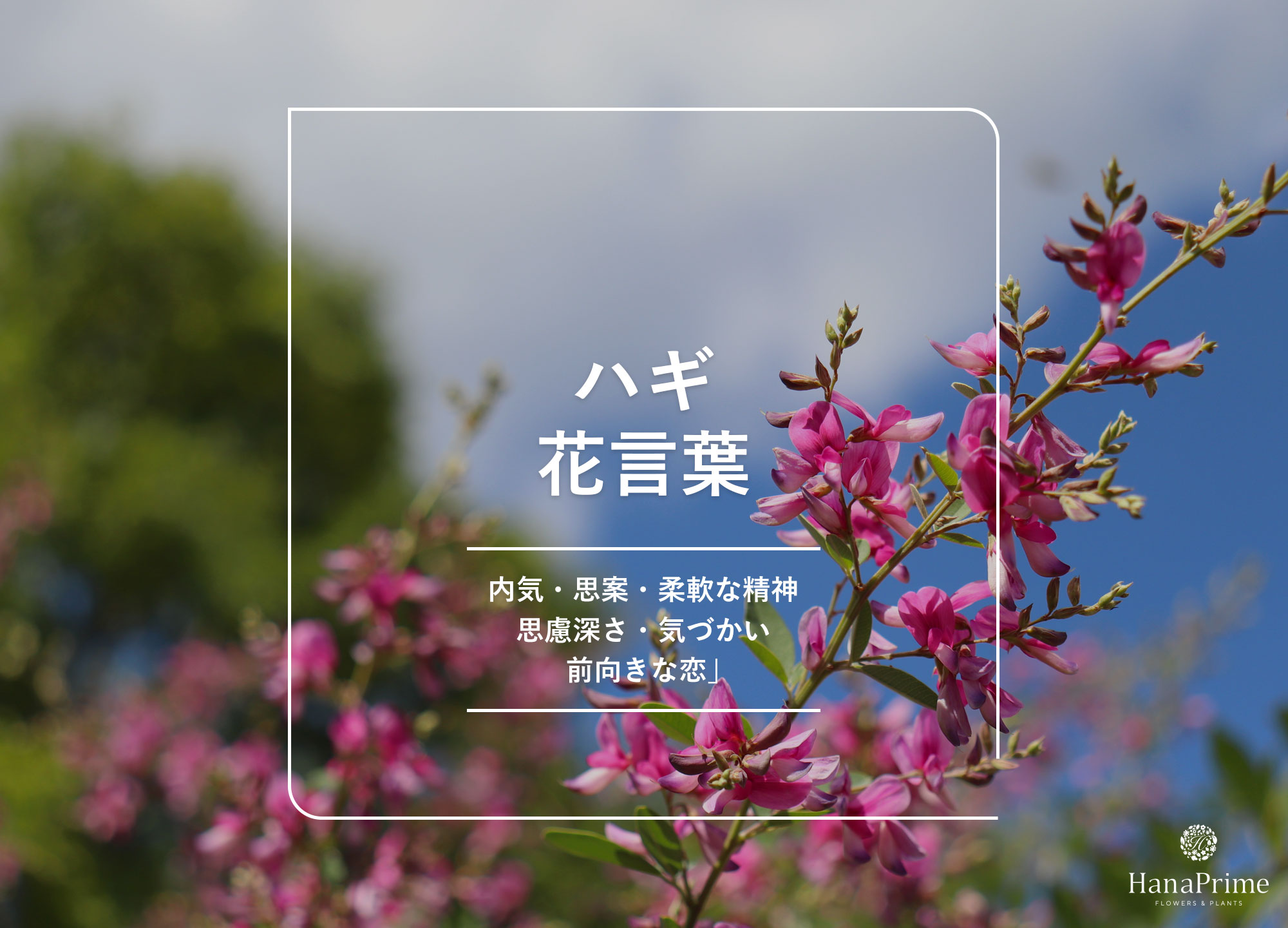 ハギ 萩 の花言葉と育て方花が咲く季節や種類は?HORTI by GreenSnap