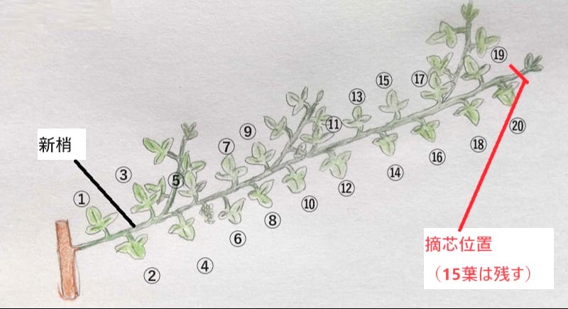 ブドウの剪定高橋果樹園 – 東京都立川市にある収穫体験・摘み取り果樹園