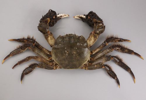 カニ一覧 - カニノケンカ・ニ Fight Crab 2 wiki - atwiki アットウィキ