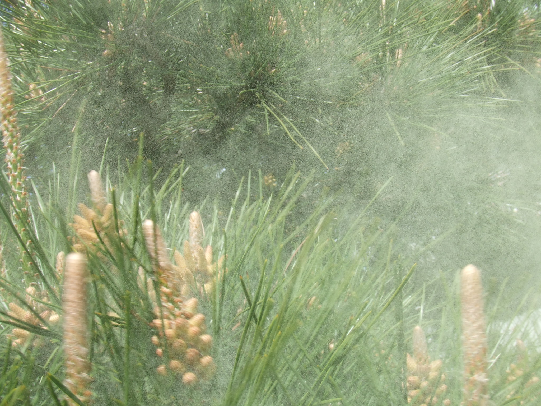 松花粉でブランデーをMASTERPIECE BLOG