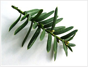 イチイの花言葉花や実の特徴、盆栽でもおすすめ？🍀GreenSnap グリーンスナップ