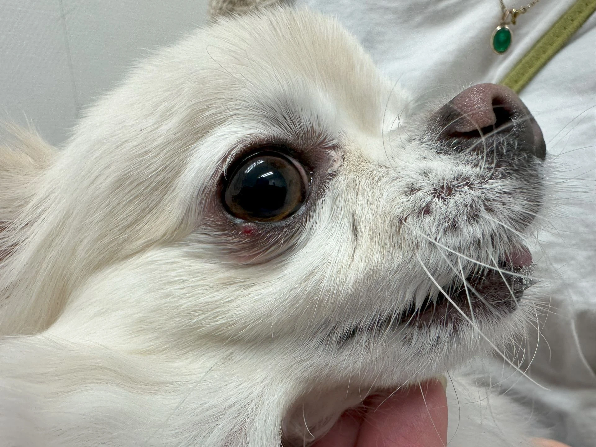 下江動物病院ＢＬＯＧ