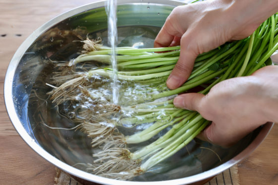 セリの育て方を紹介！プランター栽培や水耕栽培の仕方まで徹底解説 – 東京寿園