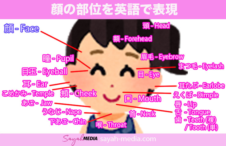 脳部位の日本語名と英語名！場所別まとめ！自分でできるボディワーク