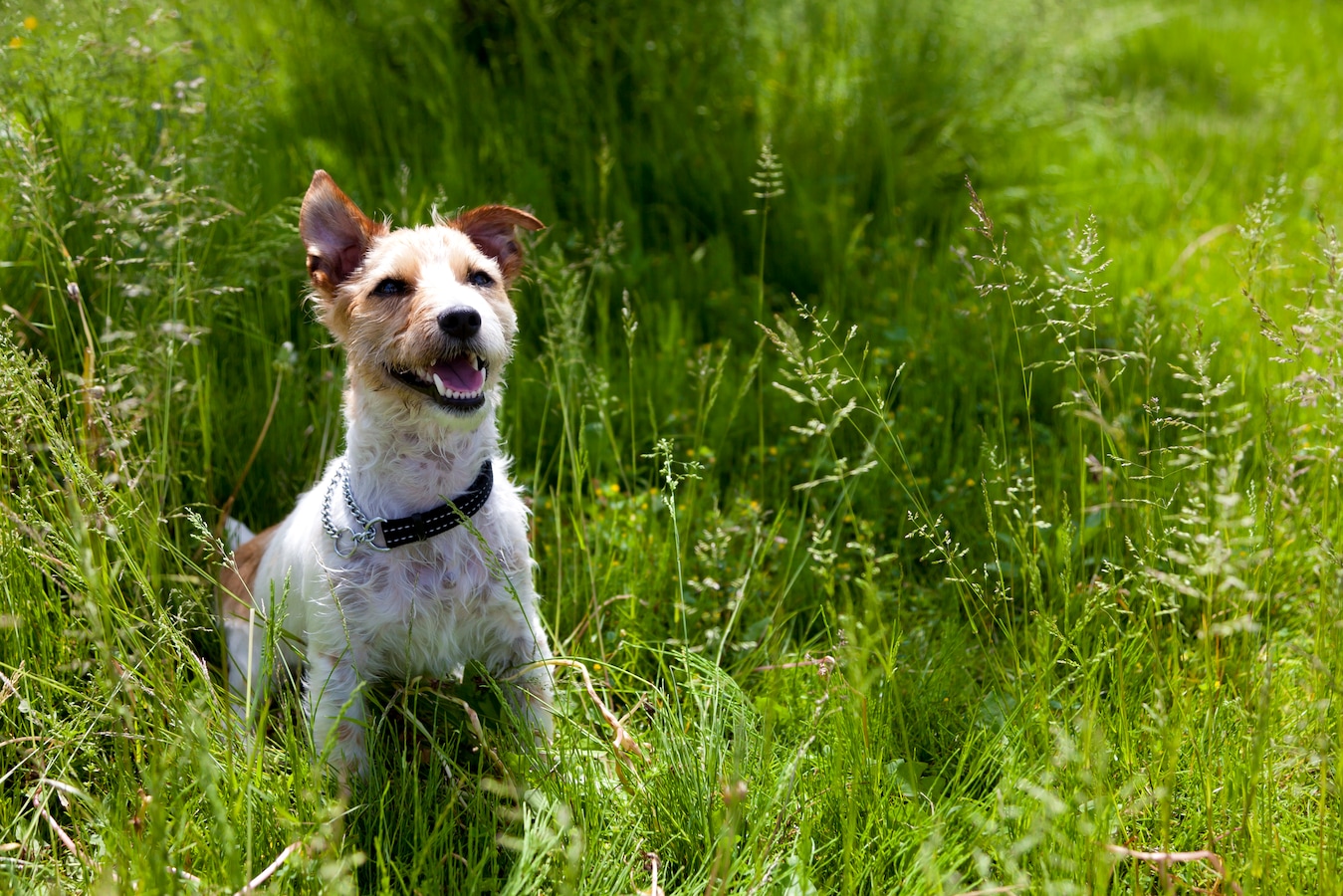 ヒトのシラミは犬や猫のペットにもうつるの？その逆は？ペットのごはん☆オオハシオニコ