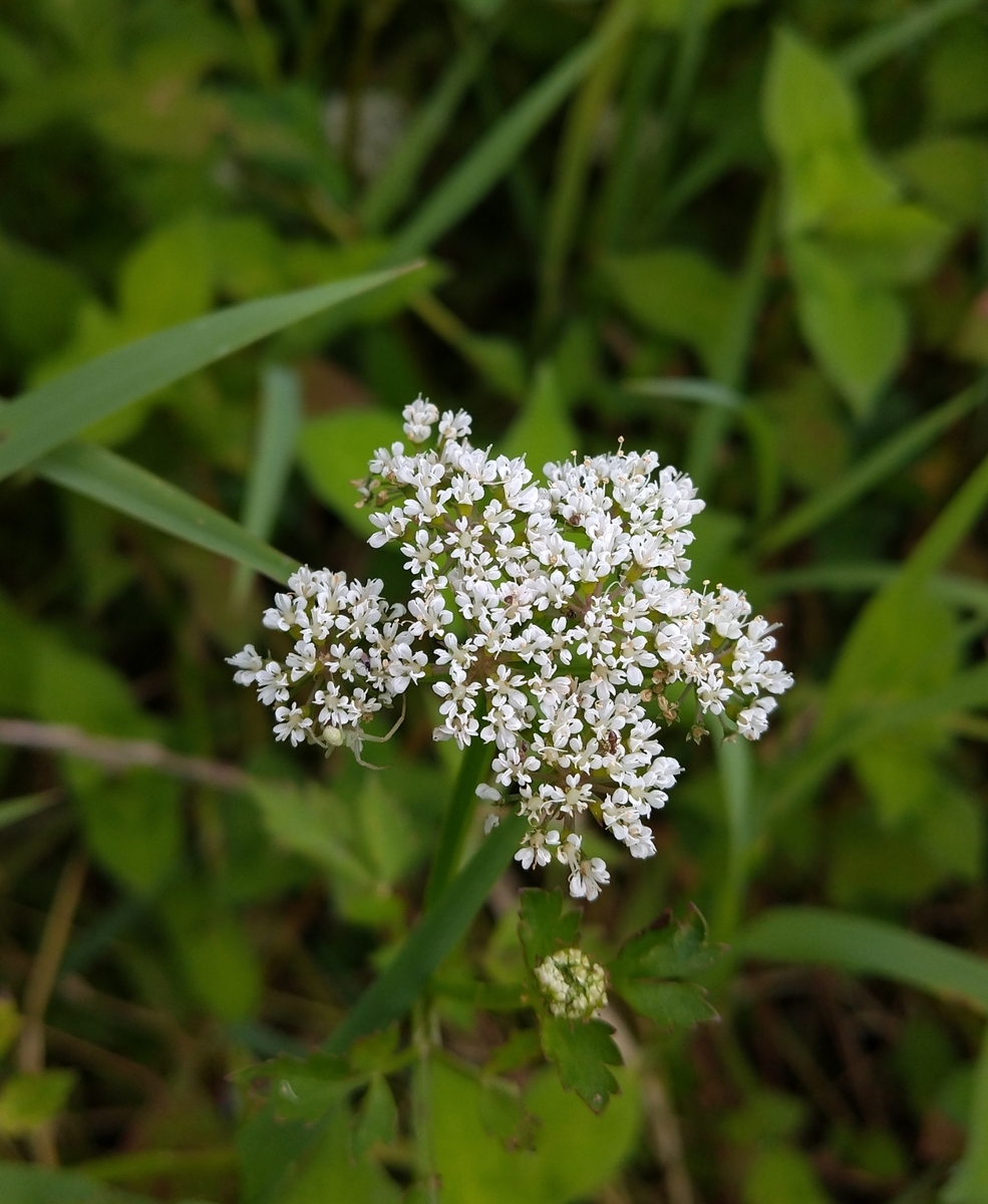 今日の誕生花「ドクゼリ」ドクウツギ、トリカブトと並ぶ三大有毒植物！ - 誕生花写真365カレンダー！2001年日本初登場