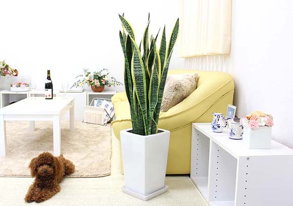 サンスベリアで運気アップトイレに置く効果と風水ポイント観葉植物のある暮らし