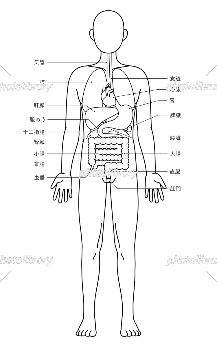 136,969 人体構造 High Res Illustrations - Getty Images人体図, 女性像, 人体部位