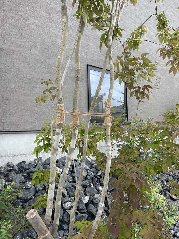 アオダモ コバノトネリコ はシンボルツリーに人気の庭木！ 特徴や育て方、メリット・デメリットは？GardenStoryガーデンストーリー