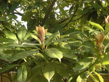 ジャパニーズアボカドと噂のタブノキの実を食べた野食ハンマープライス