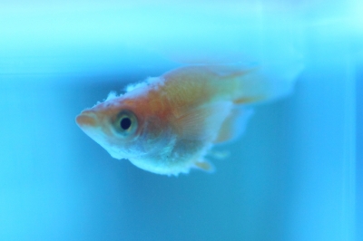 ウーパールーパーの水カビについて知っておくべきことwhite frogs