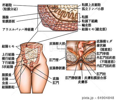 2日ほど前から舌の裏側が痛く 見てみるとヒダのようなものが垂れ下がっており 恐らくそこから痛みが来てると思います。口腔外科.com-提供は 安原歯科医院