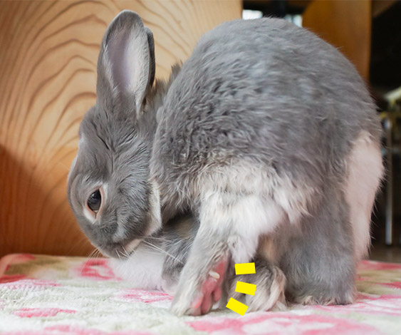 ウサギ専門医に聞く 6 潰瘍性足底皮膚炎 ソアホック 自宅での治し方 初期の対策 - うさぎタイムズうさぎの飼い方から飼育便利グッズ専門サイト