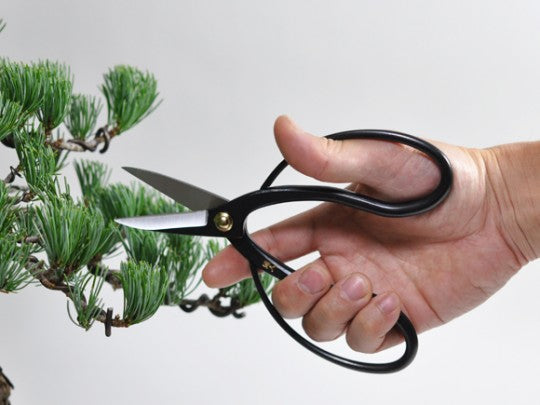 ハサミのお手入れの仕方 - 株式会社 柳生