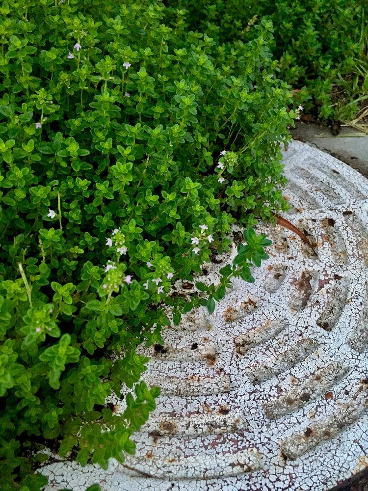 ハーブの春の剪定-初心者のためのハーブ講座ハーブ苗の通販 無農薬・安心の専門店SORAMIMIハーブショップ