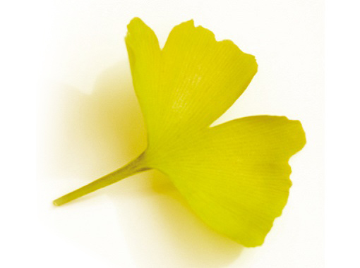 今日は、イチョウ葉の効能などについて紹介します日本の季節のお花～Flores estacionales japonesas～ Kayoの公式ブログ