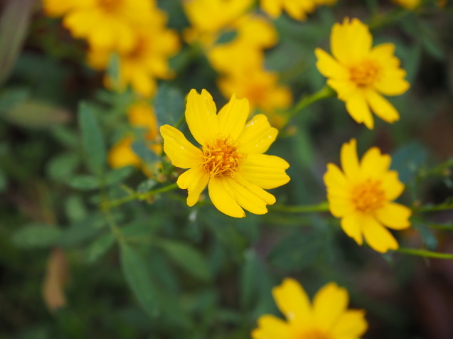 レモンマリーゴールド シグネットマリーゴールド 有機ハーブ種子固定種 ORGENIC SEED Marigold Lemon MarigoldSignet Marigoldハーブティー専門店 e-ティザーヌ