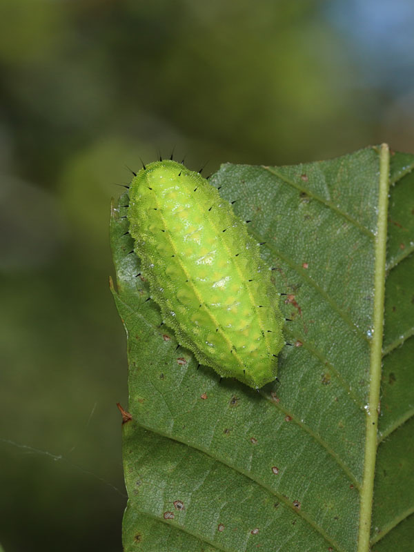 イラガに刺されたらどうすればいい？刺された時の症状と対処法を解説 - Arizine