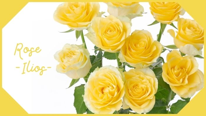 バラの花言葉 色によって違う意味Chococosu in Kai