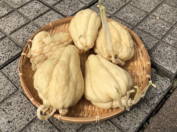 下処理方法や栽培方法は？ハヤトウリの全部を徹底解説！ - macaroni