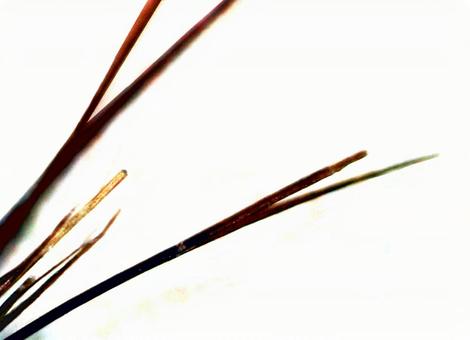 毛髪顕微鏡写真ELLCOS