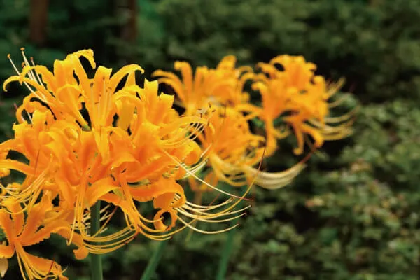 怖い？ 彼岸花の花言葉・色別・誕生花・育て方・種類