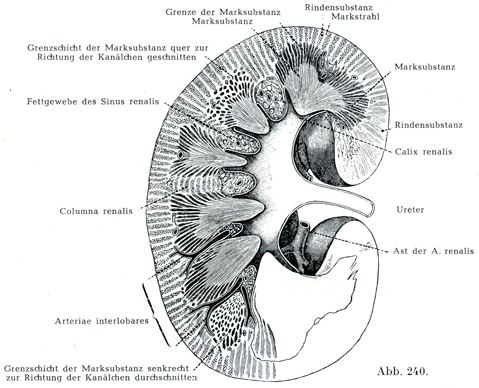 Amazon.co.jp: ヒト腎臓の3方向拡大解剖学的モデルは腎臓断面ネフロンと糸球体から成っています。副腎の解剖学的構造を含みます :産業・研究開発用品