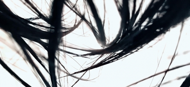 誰にも聞けないケジラミのはなしダンヘルスケア株式会社